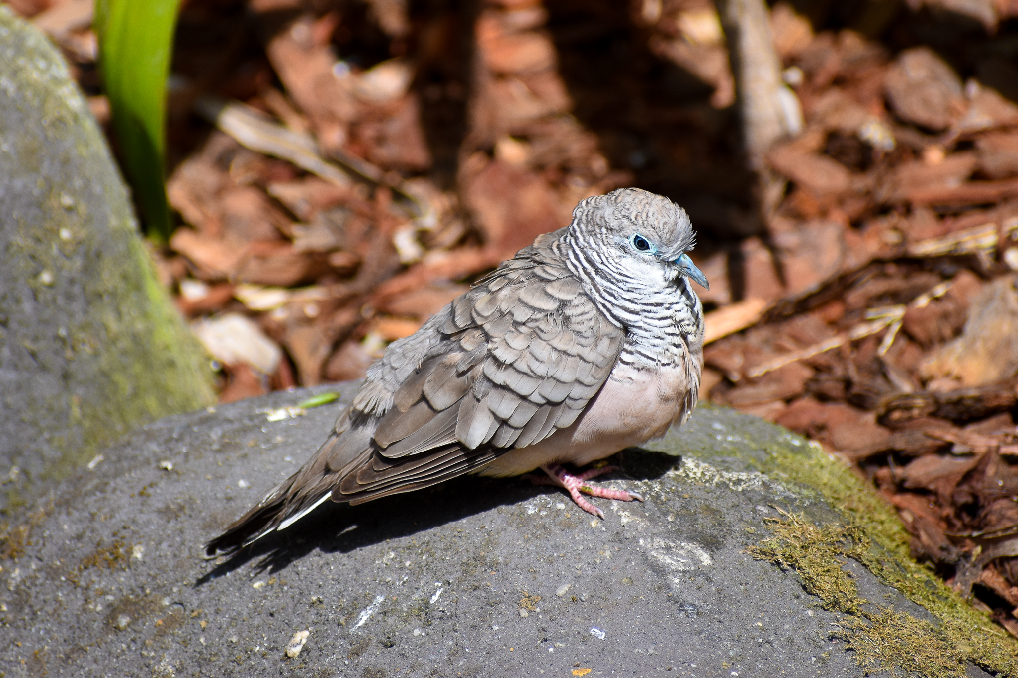 Peaceful Dove (Geopelia placida)