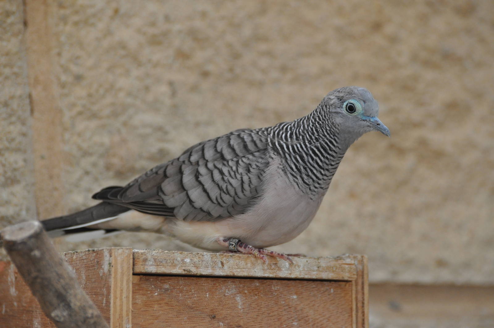 Peaceful dove/ Geopelia striata placida