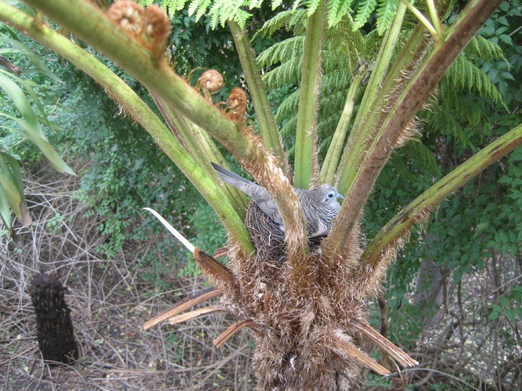 Peaceful Dove on nest
