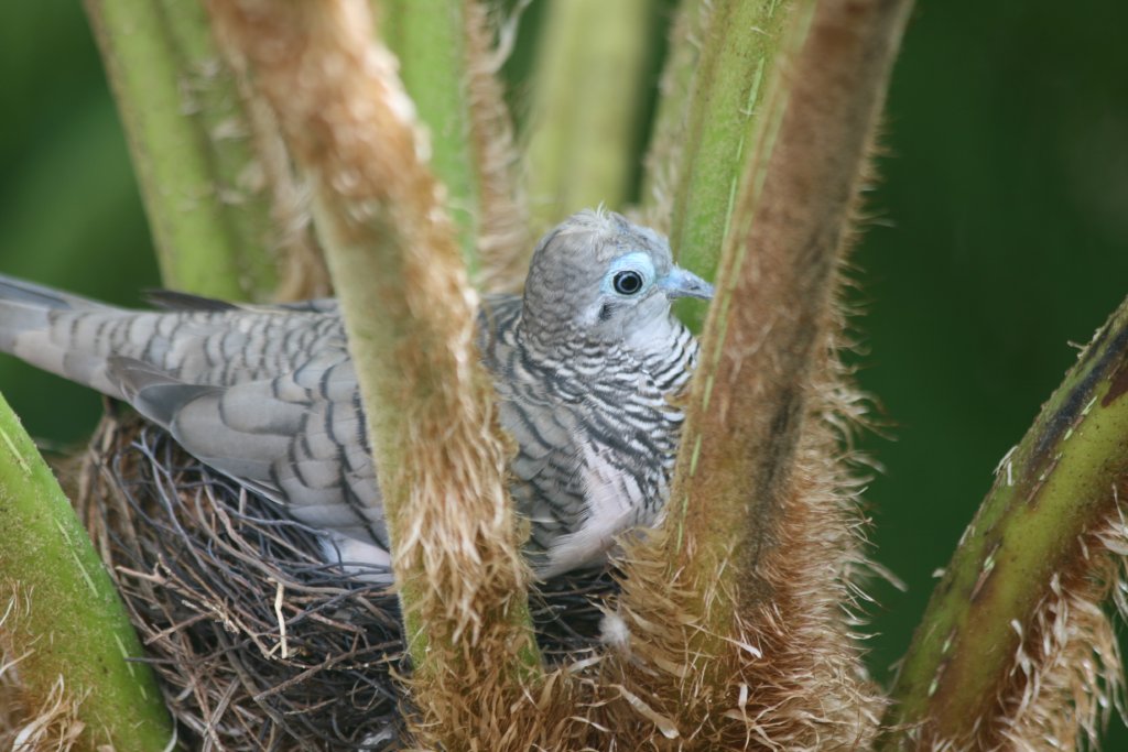 Peaceful Dove on nest