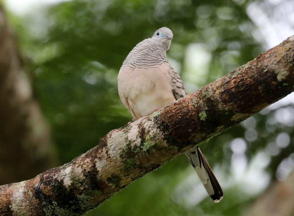 Peaceful Dove