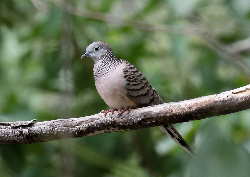 Peaceful Dove