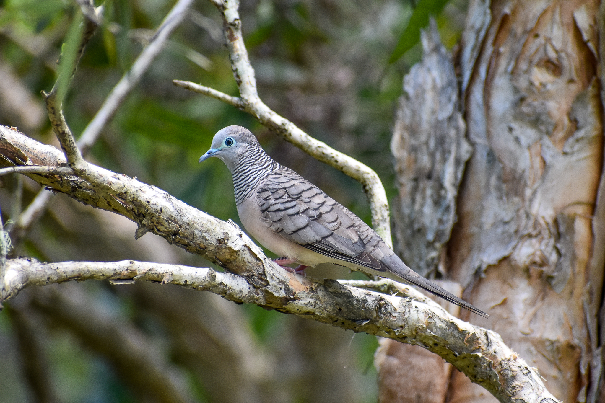 Peaceful Dove