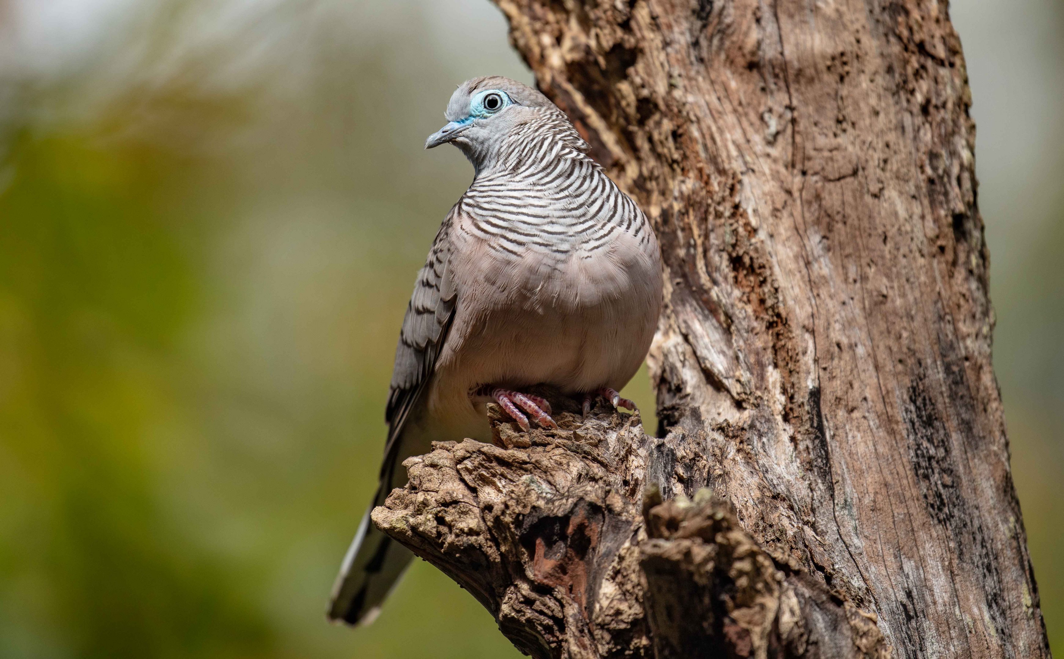 Peaceful Dove