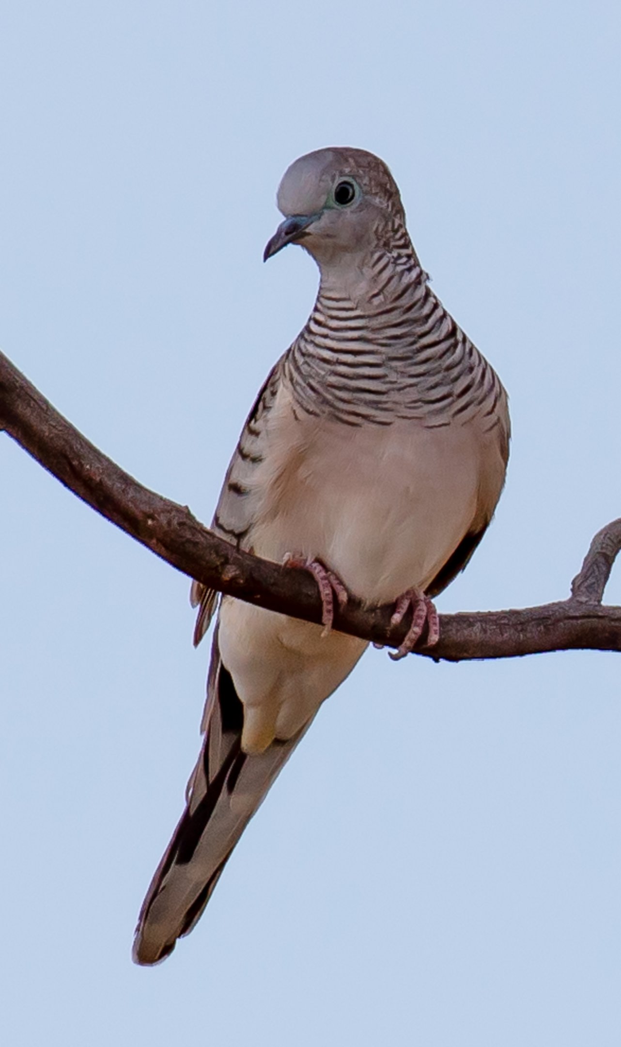 Peaceful Dove