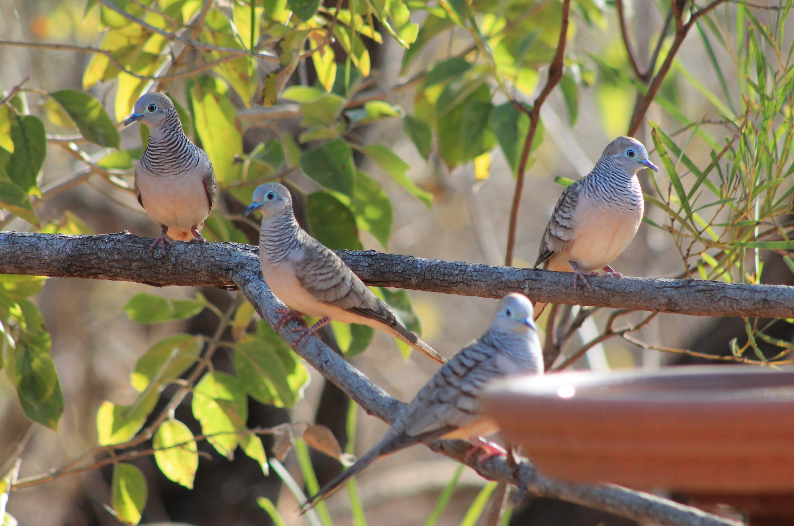 Peaceful Doves (Geopelia placida)