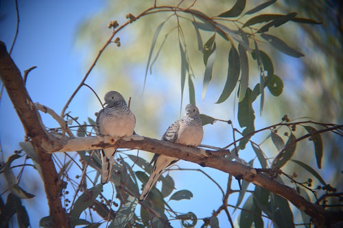 Peaceful doves.