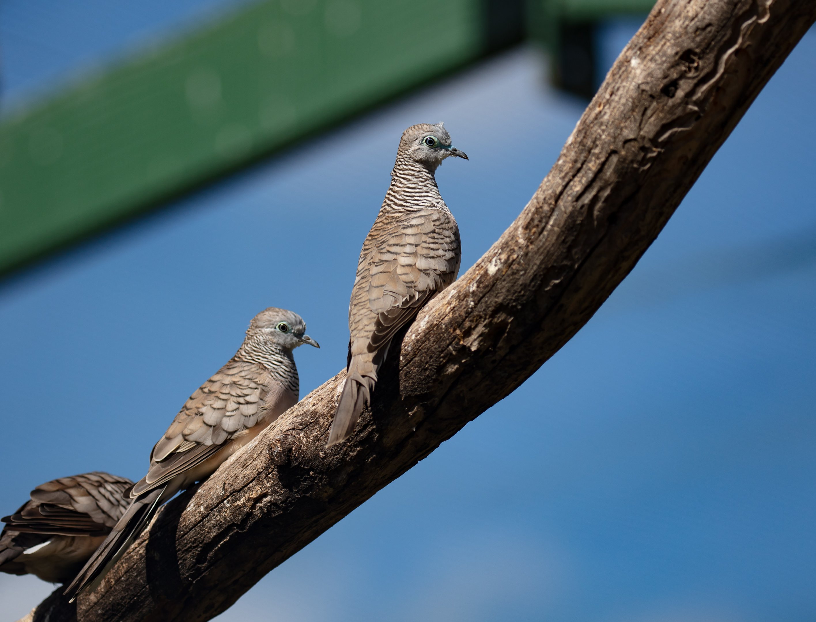 Peaceful Doves