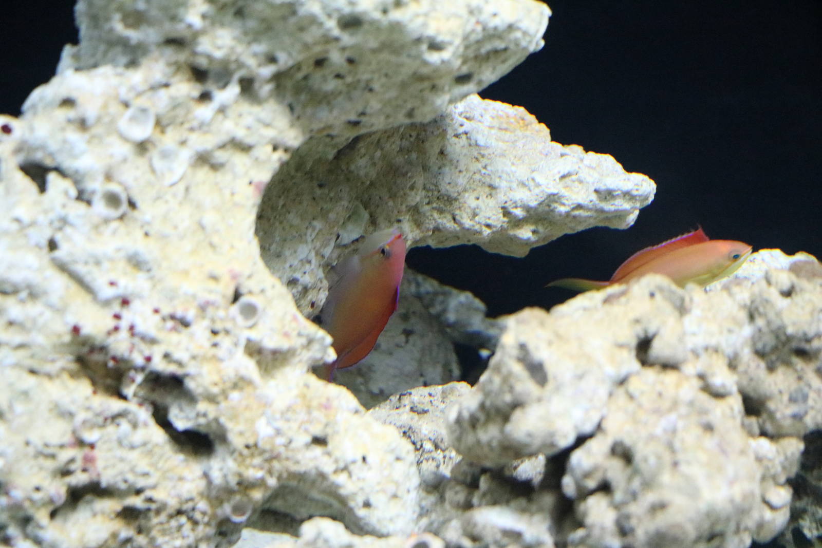 Peach anthias - EPSON Aqua Park, February 2016