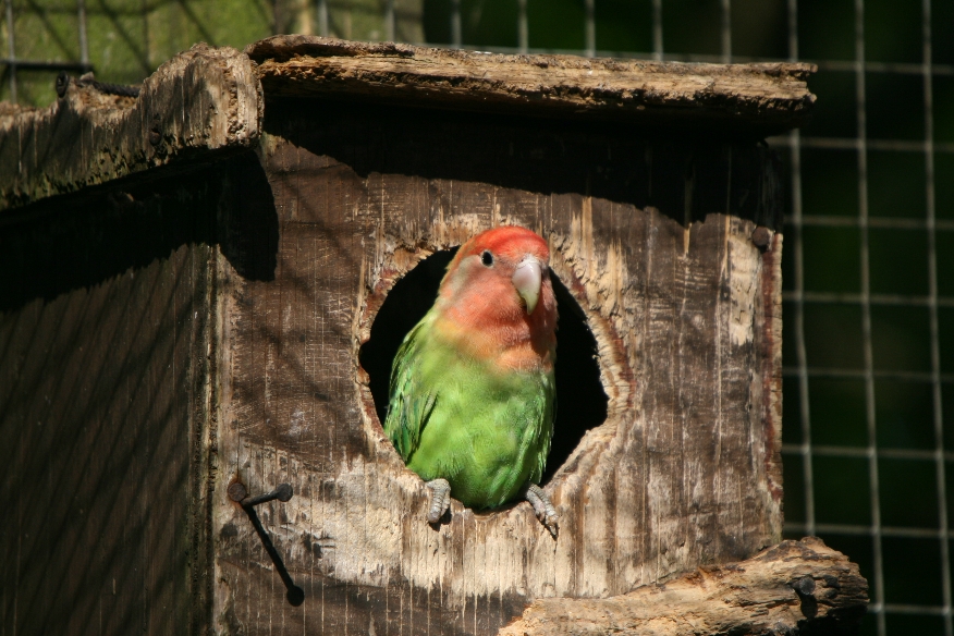 Peach-face Lovebird