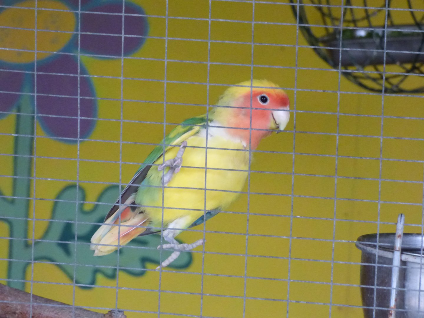 Peach-faced Love Bird