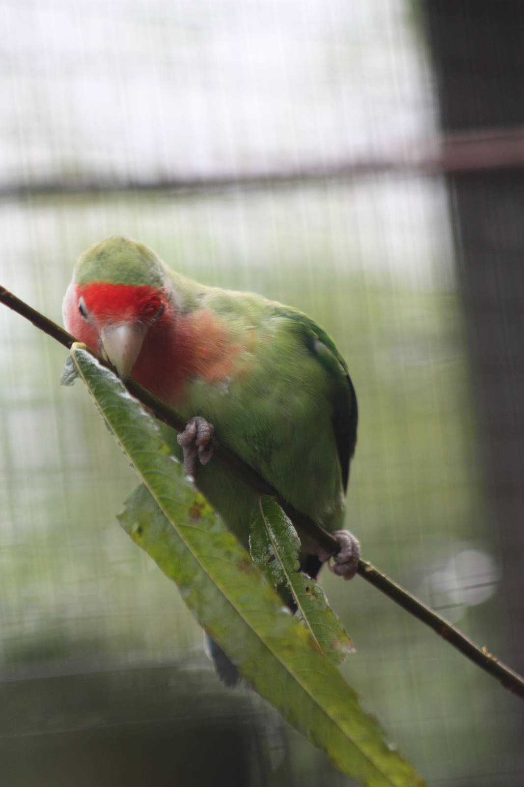 Peach-faced Lovebird, 16th October 2014