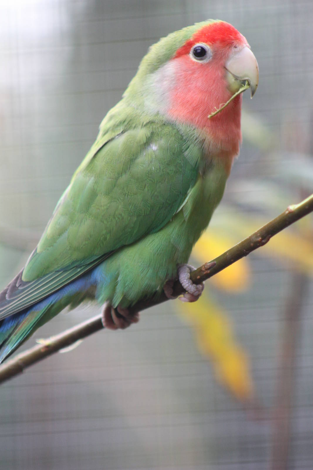 Peach-faced Lovebird, 16th October 2014