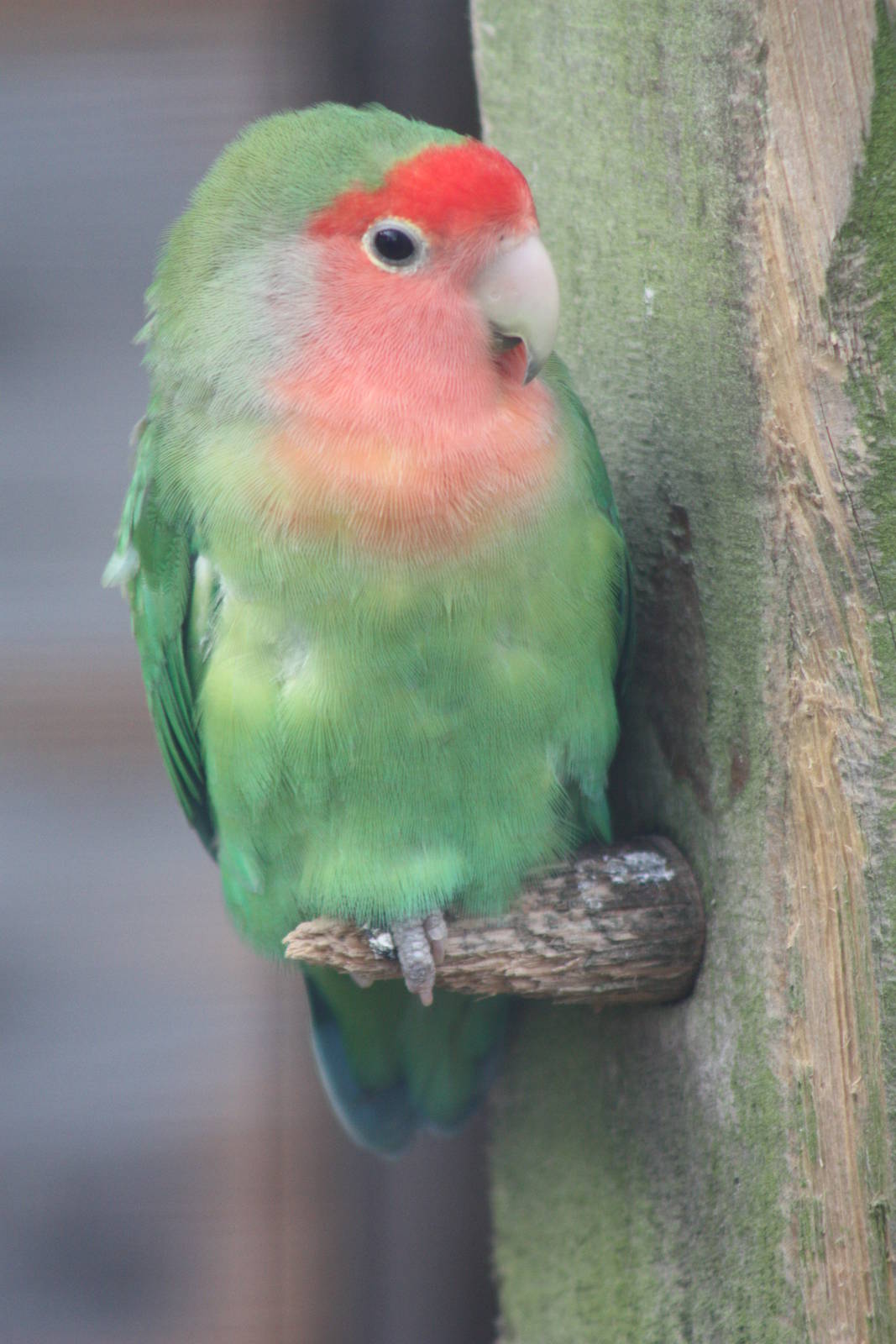 Peach-faced Lovebird, 18th October 2013