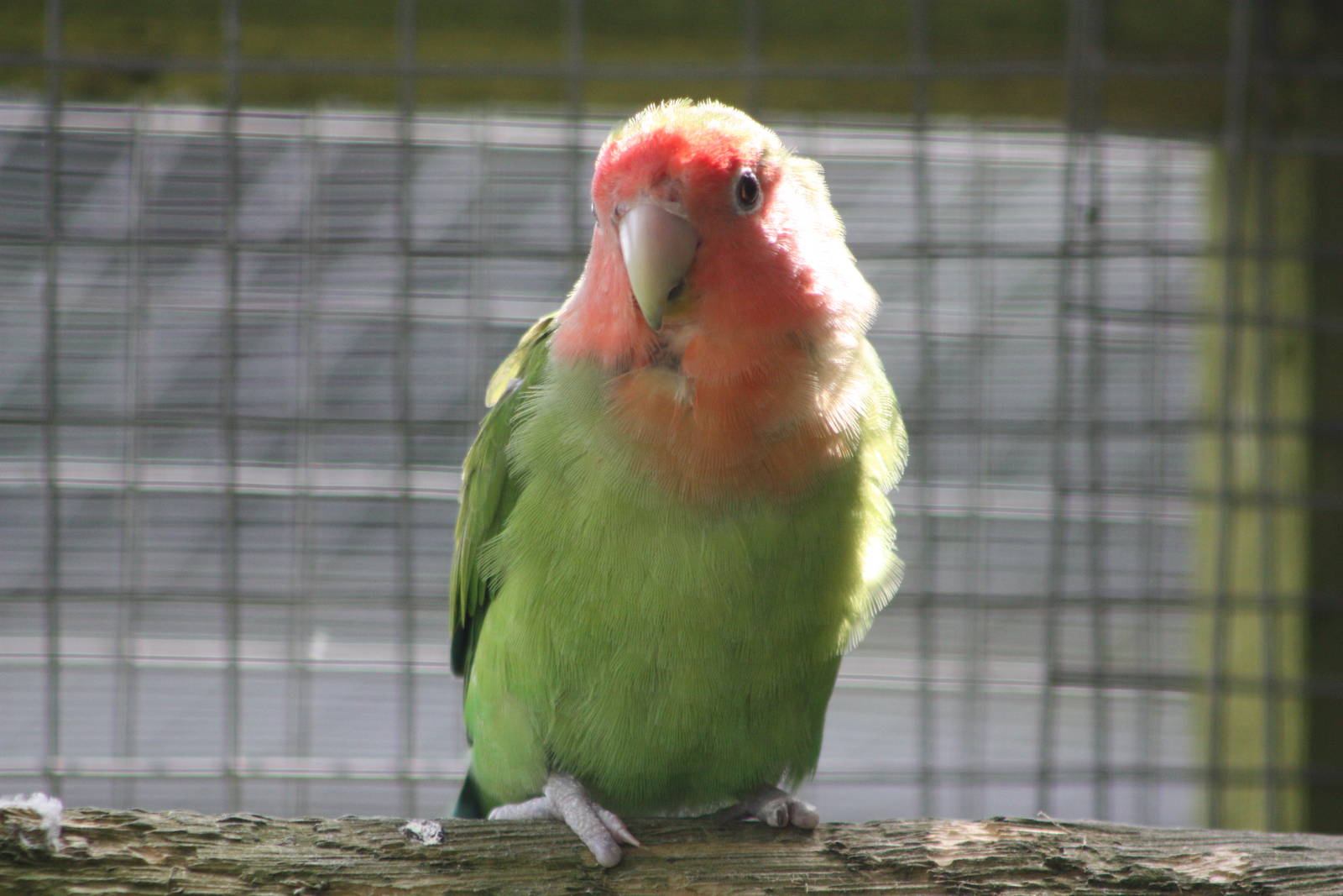 Peach-faced Lovebird, 19th June 2014