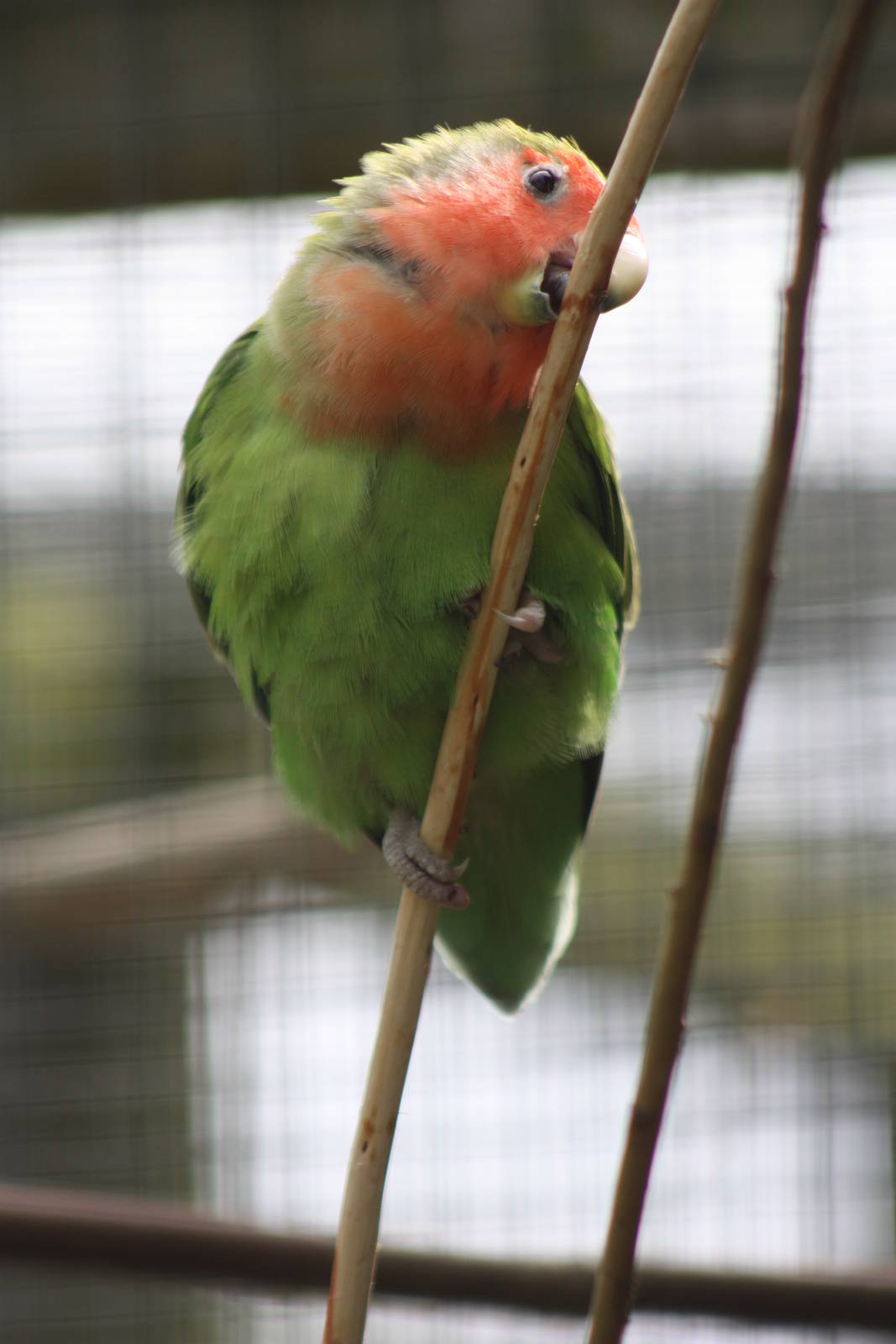 Peach-faced Lovebird, 21st August 2014