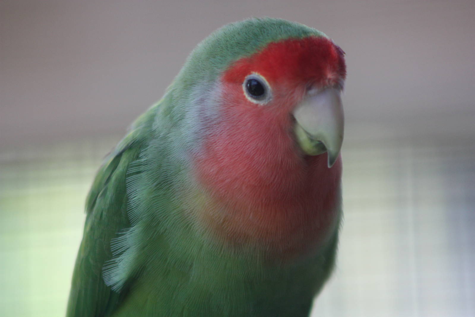 Peach-faced Lovebird, 24th July 2014