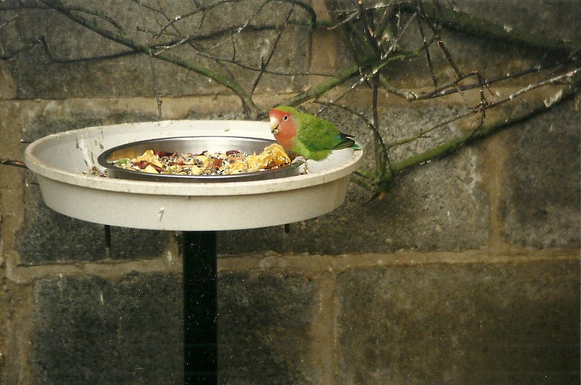 Peach-faced Lovebird 6th February 1999