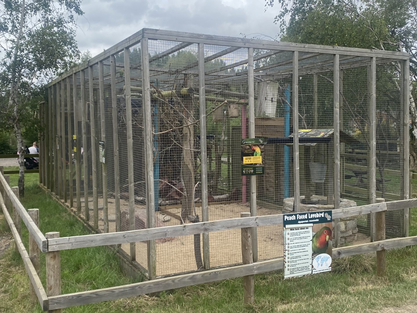 Peach-faced lovebird aviary 040824