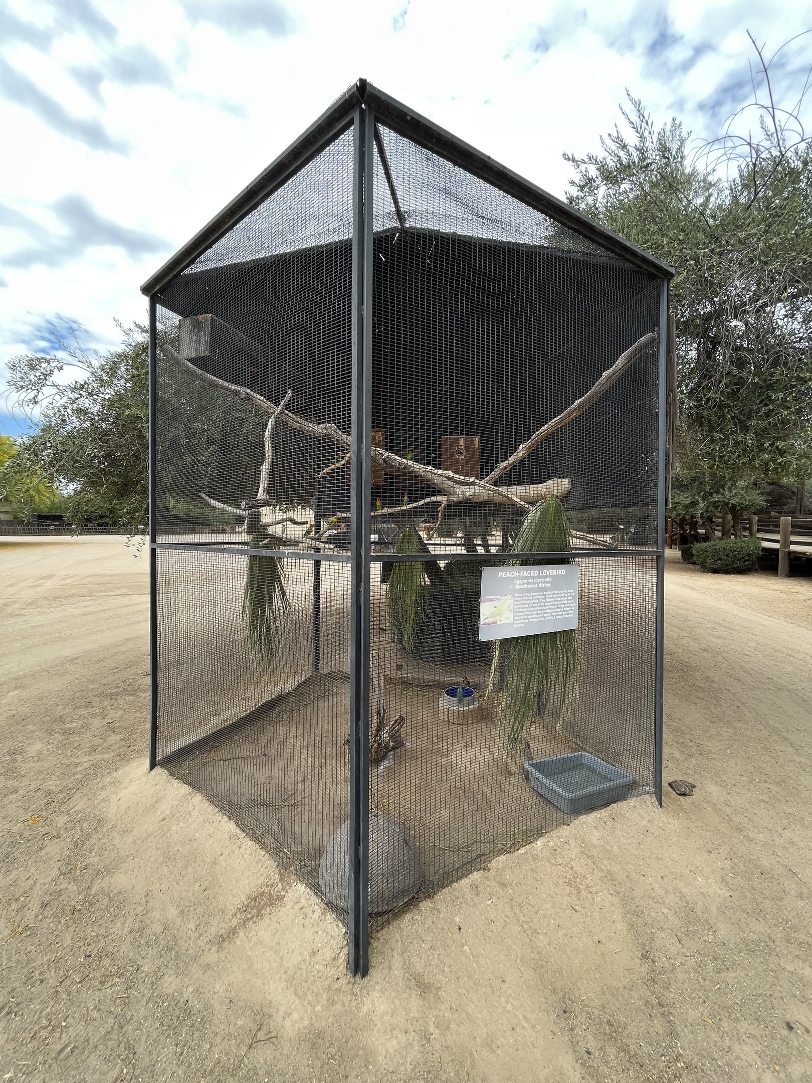 Peach-faced Lovebird Aviary