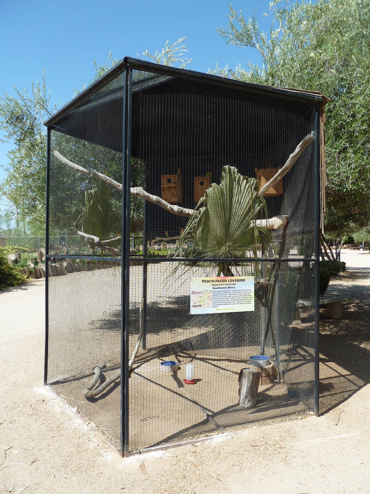 Peach-Faced Lovebird Exhibit