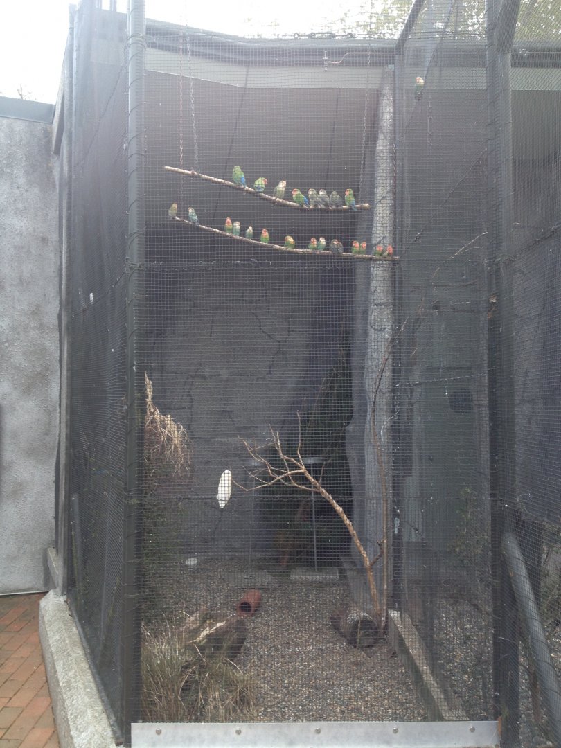 Peach-faced Lovebird exhibit