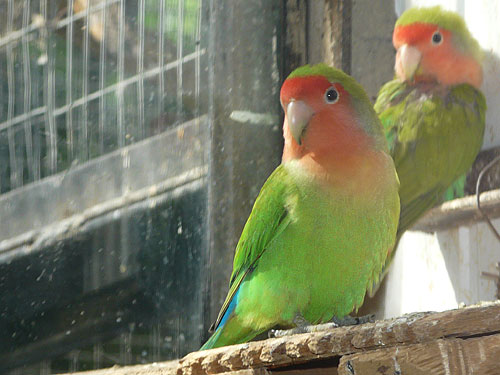 Peach-faced Lovebird in Kishinev Zoo