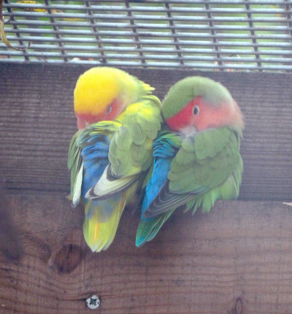 Peach-faced lovebird pair (Agapornis roseicollis), 2020-09-12