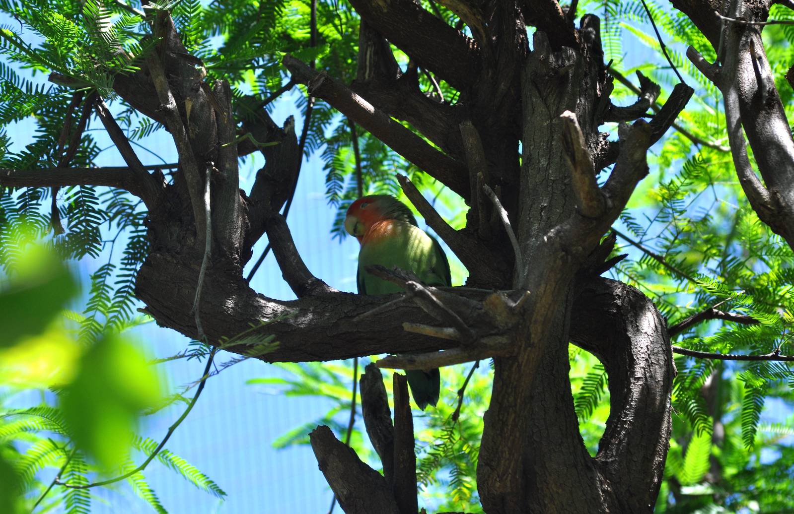Peach-faced Lovebird