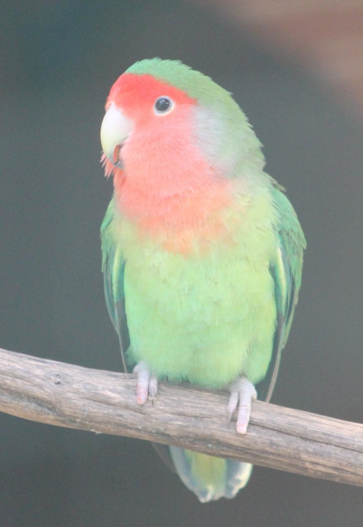 Peach-faced lovebird