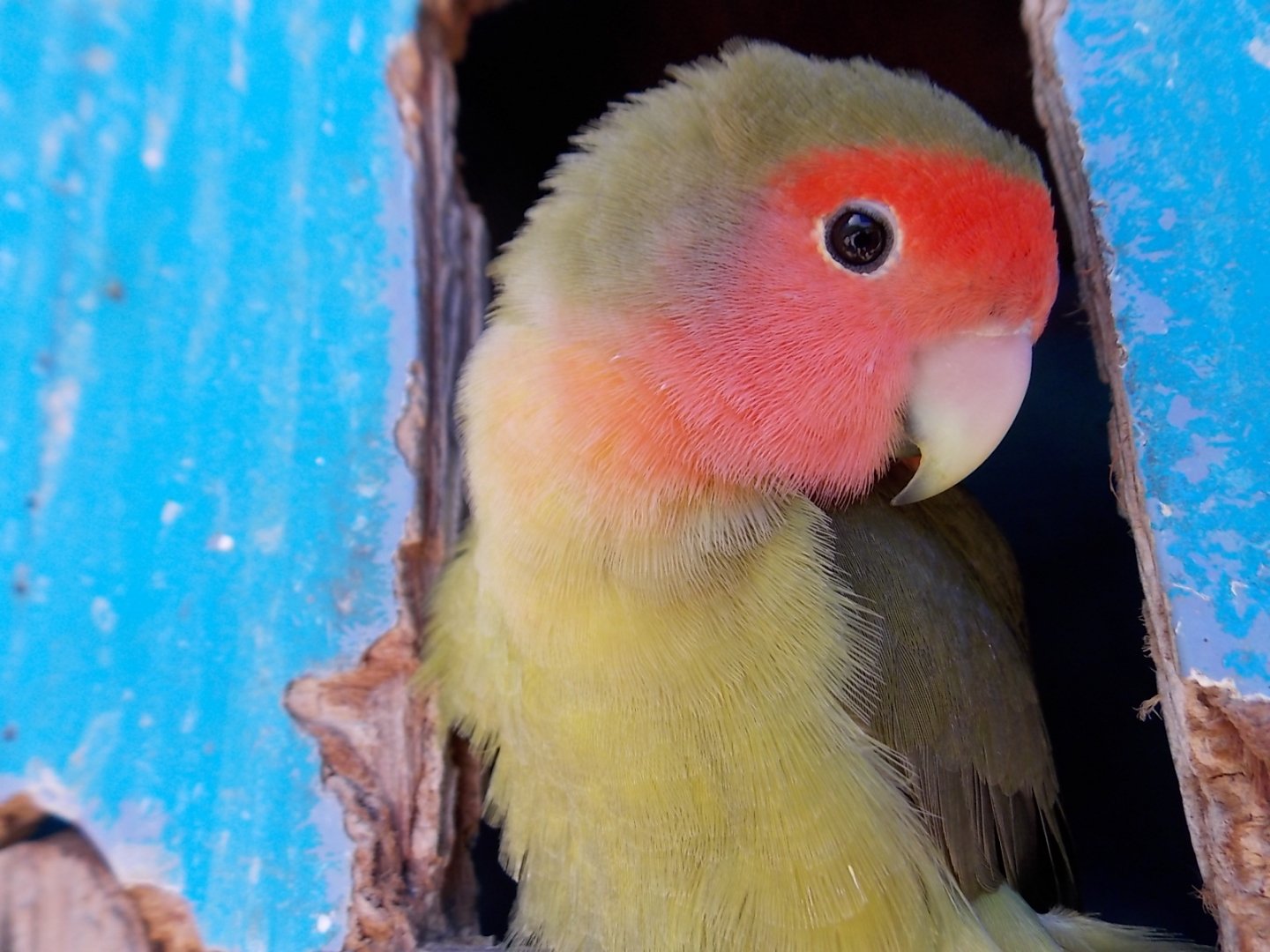 Peach-faced lovebird