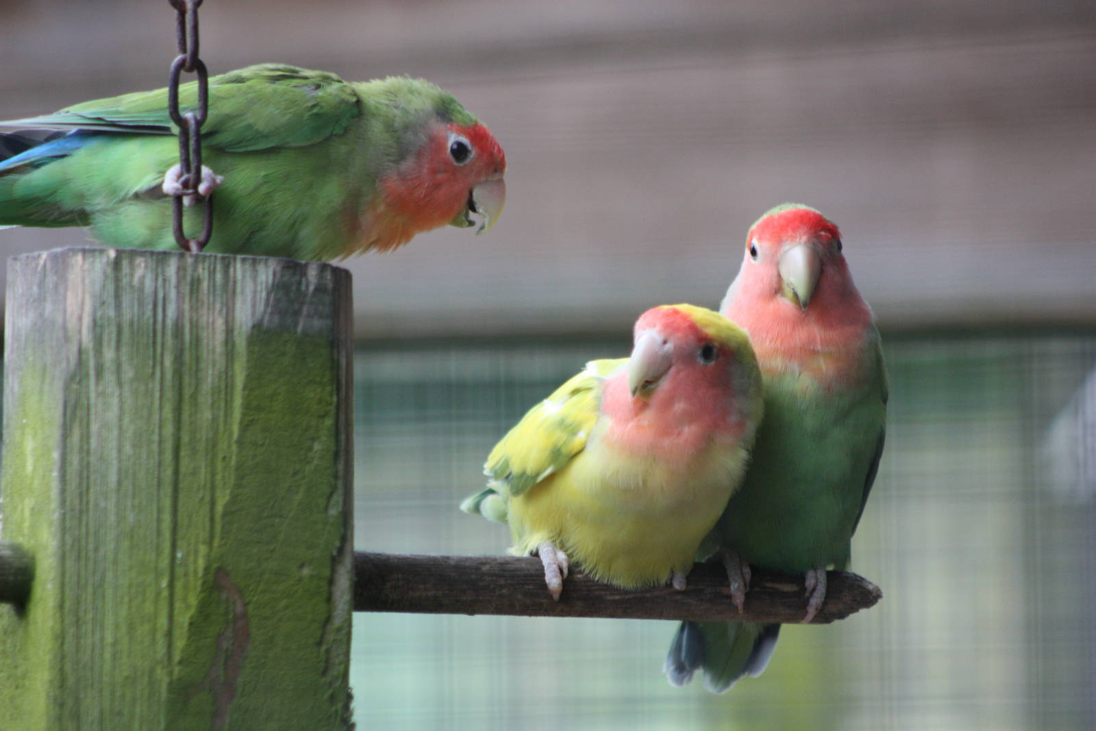 Peach-faced Lovebirds, 1st May 2014