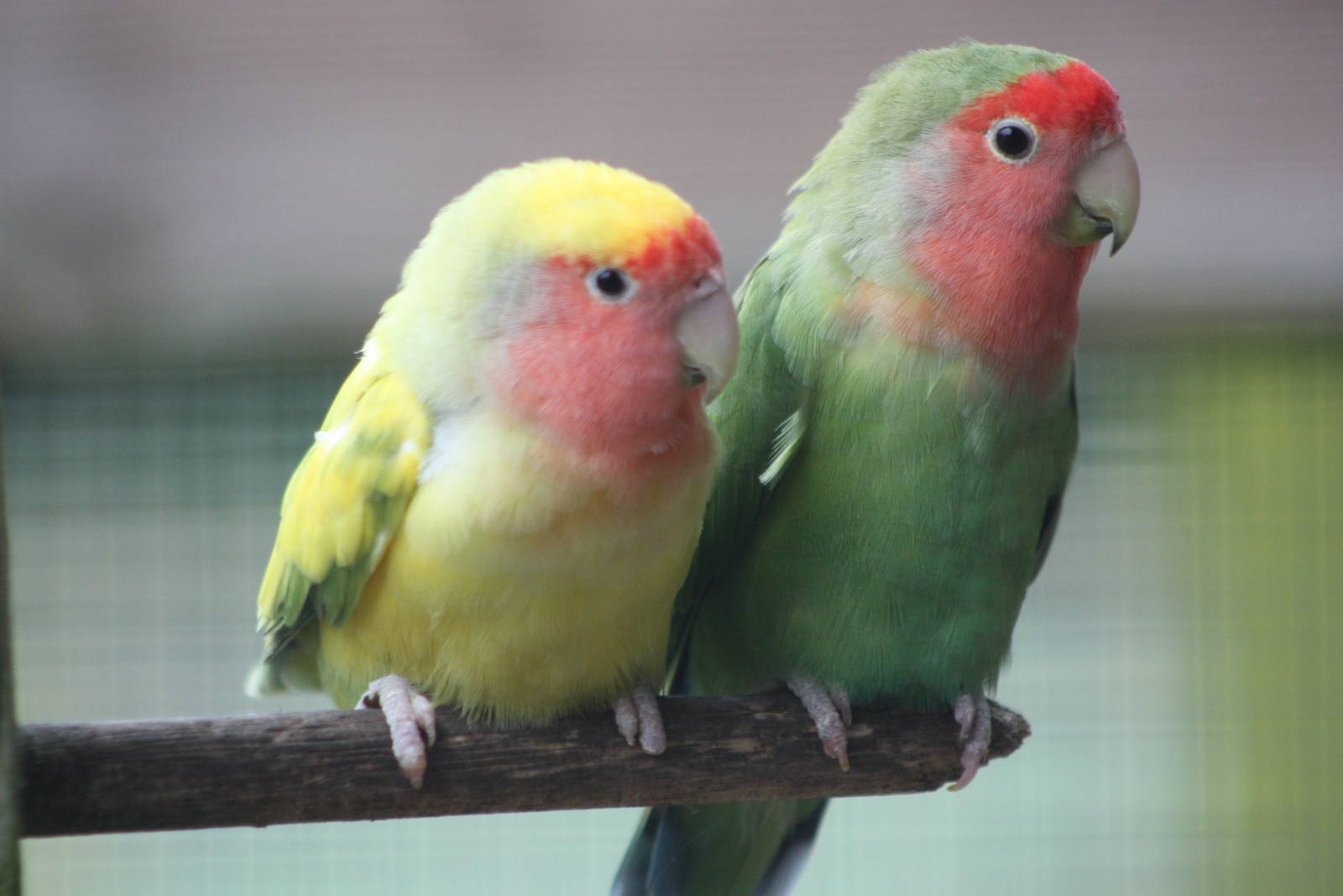 Peach-faced Lovebirds, 1st May 2014