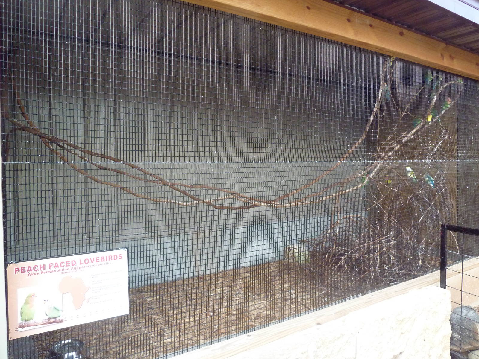 Peach-Faced Lovebirds Exhibit