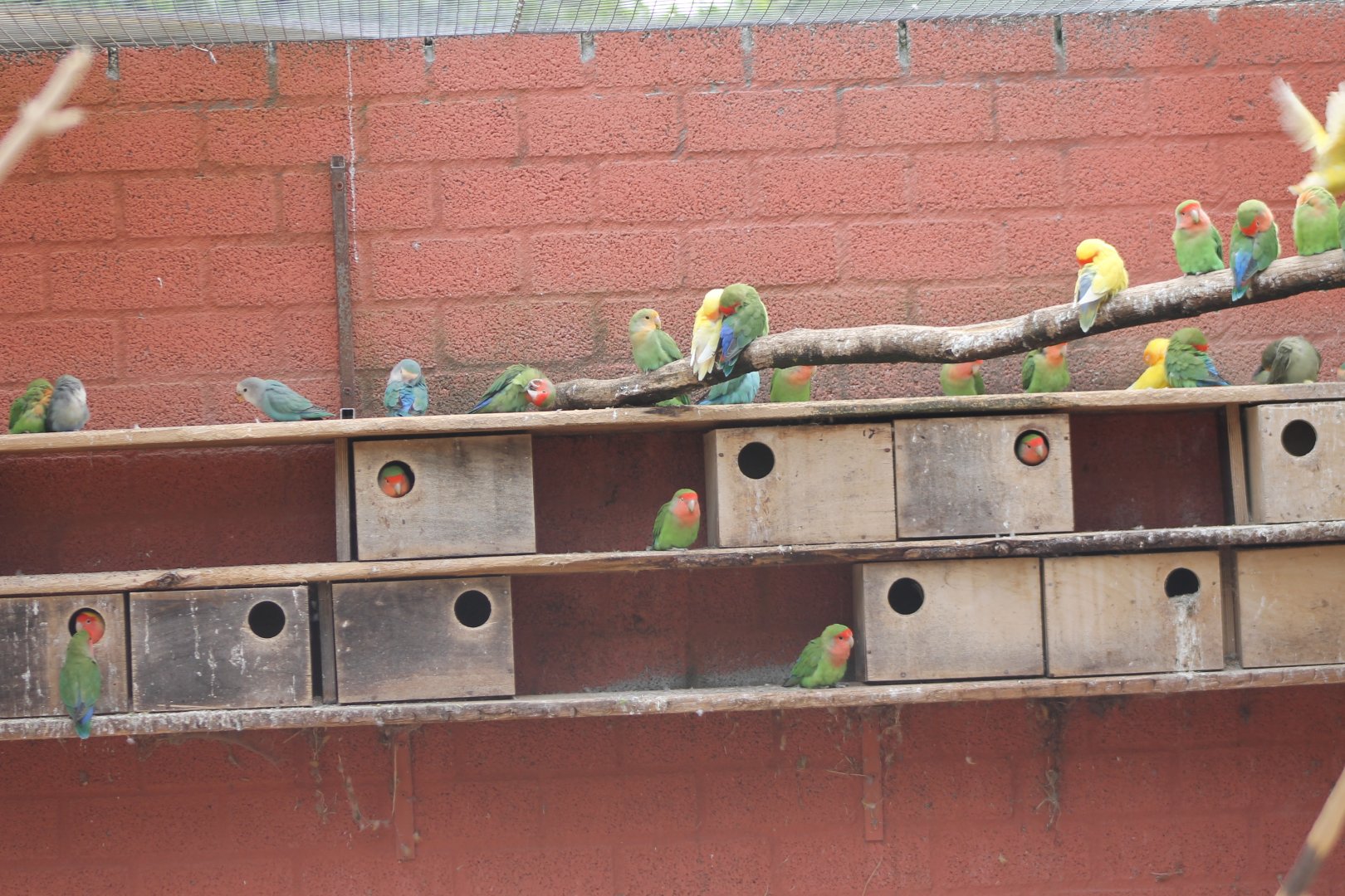 Peach-faced Lovebirds