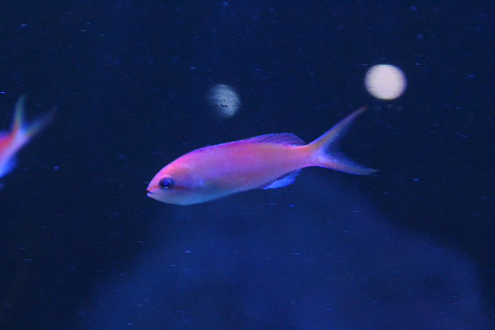 Peach fairy basslet (Nemanthias dispar) - Suraloka Interactive Zoo