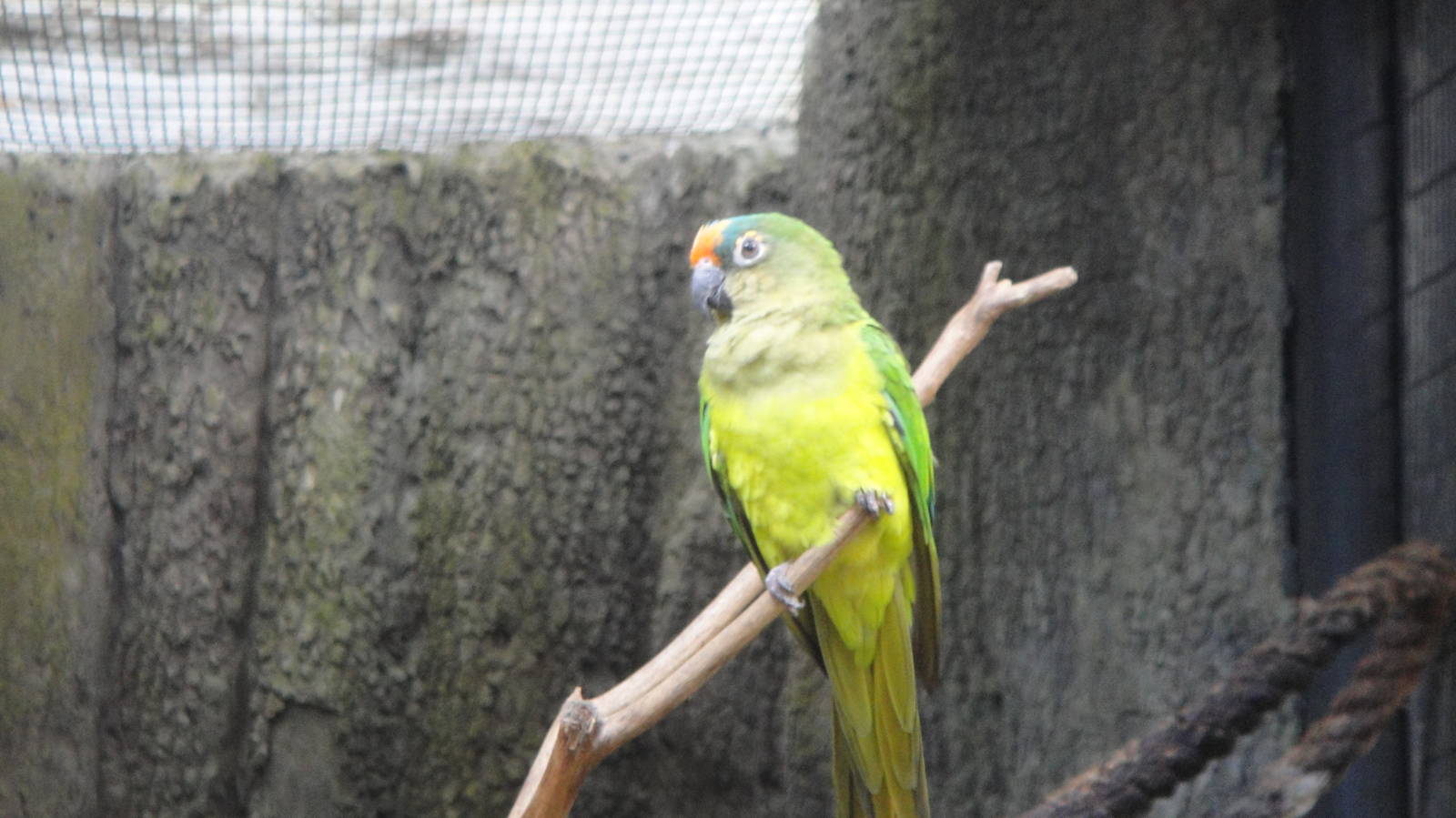 Peach fronted conure (Aratinga aurea)
