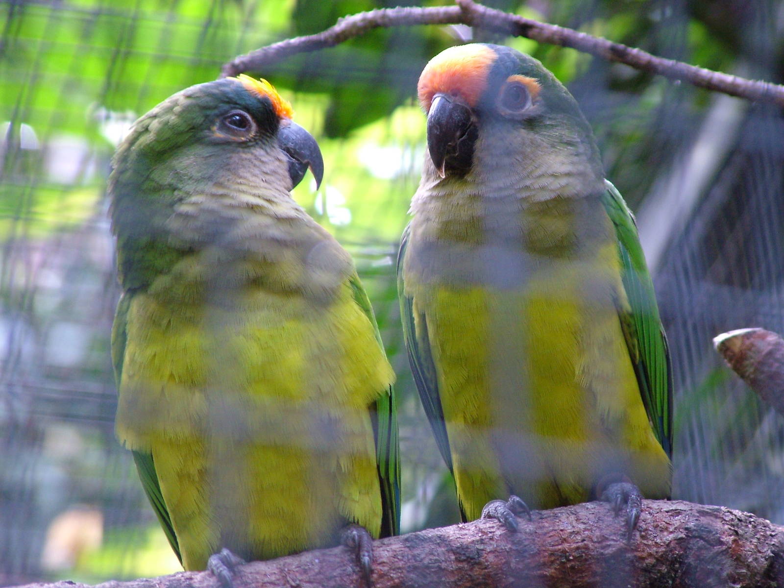 Peach-fronted Conure at Loro Parque, 08/11/10
