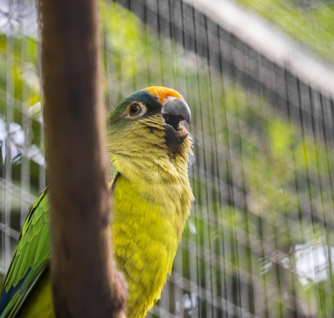 Peach-fronted conure, Eupsittula aurea