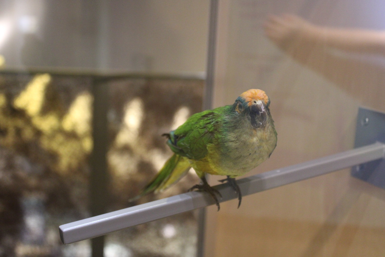 Peach-Fronted Conure (Eupsittula aurea)