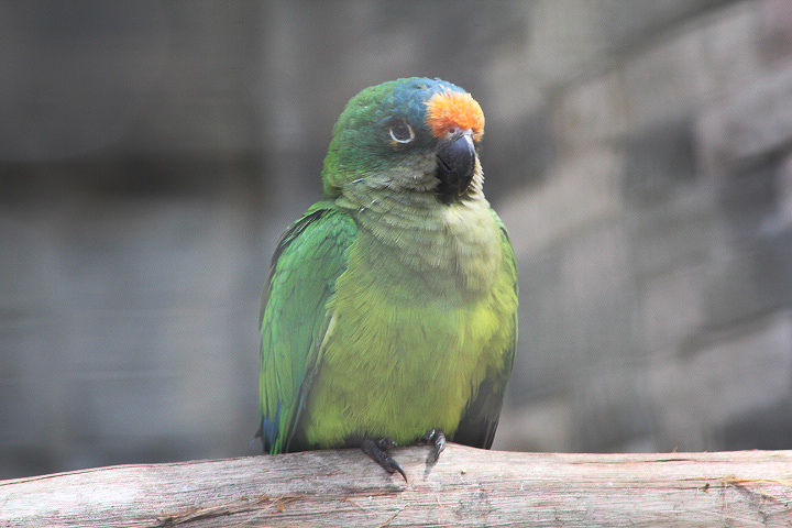 Peach-fronted conure (Eupsittula aurea)