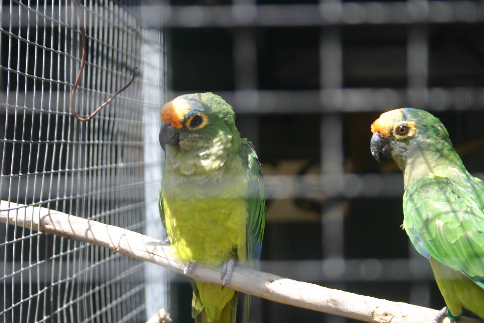 Peach-fronted Conure - Parrot Place, 2010.