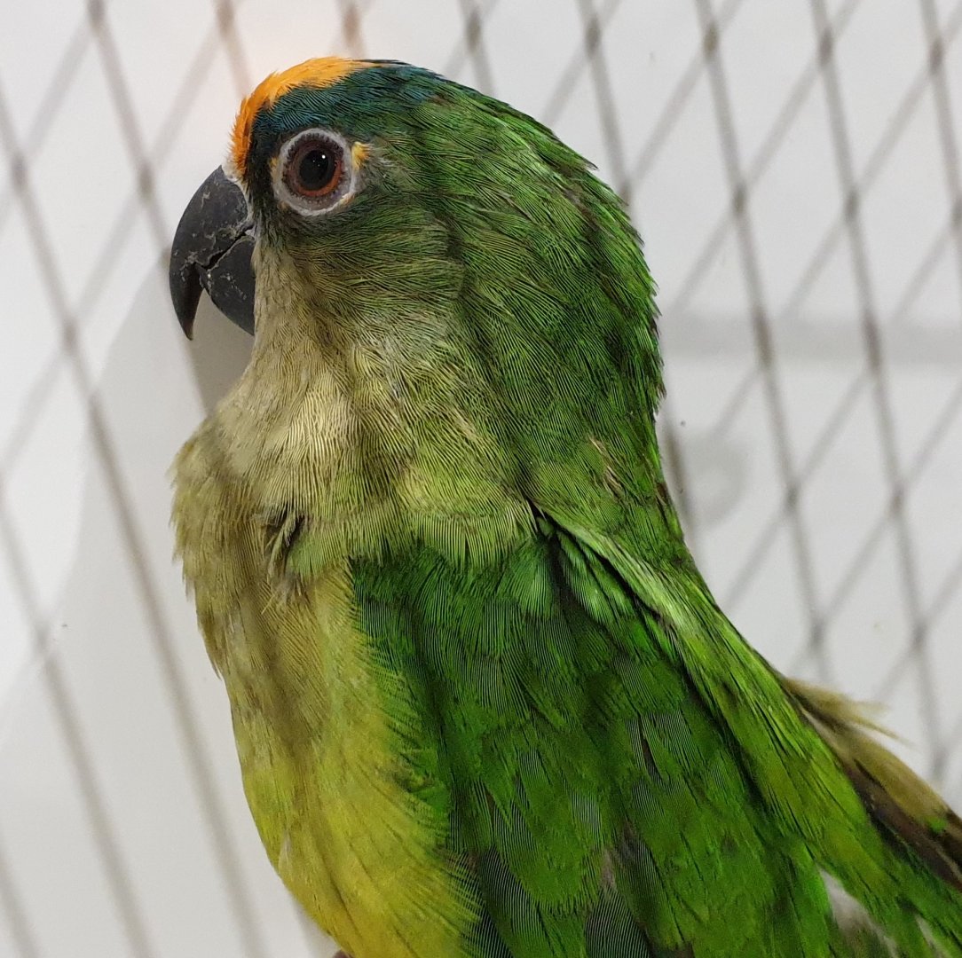 Peach-fronted parakeet - Aratinga aurea