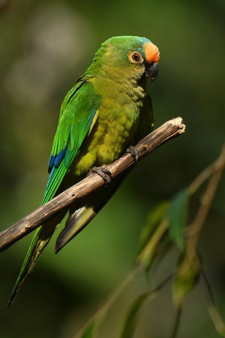 Peach-fronted Parakeet Eupsittula aurea