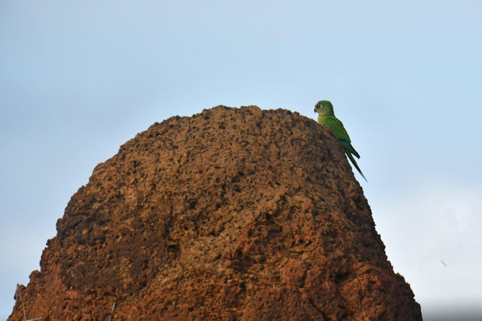 Peach-fronted Parakeet Eupsittula aurea