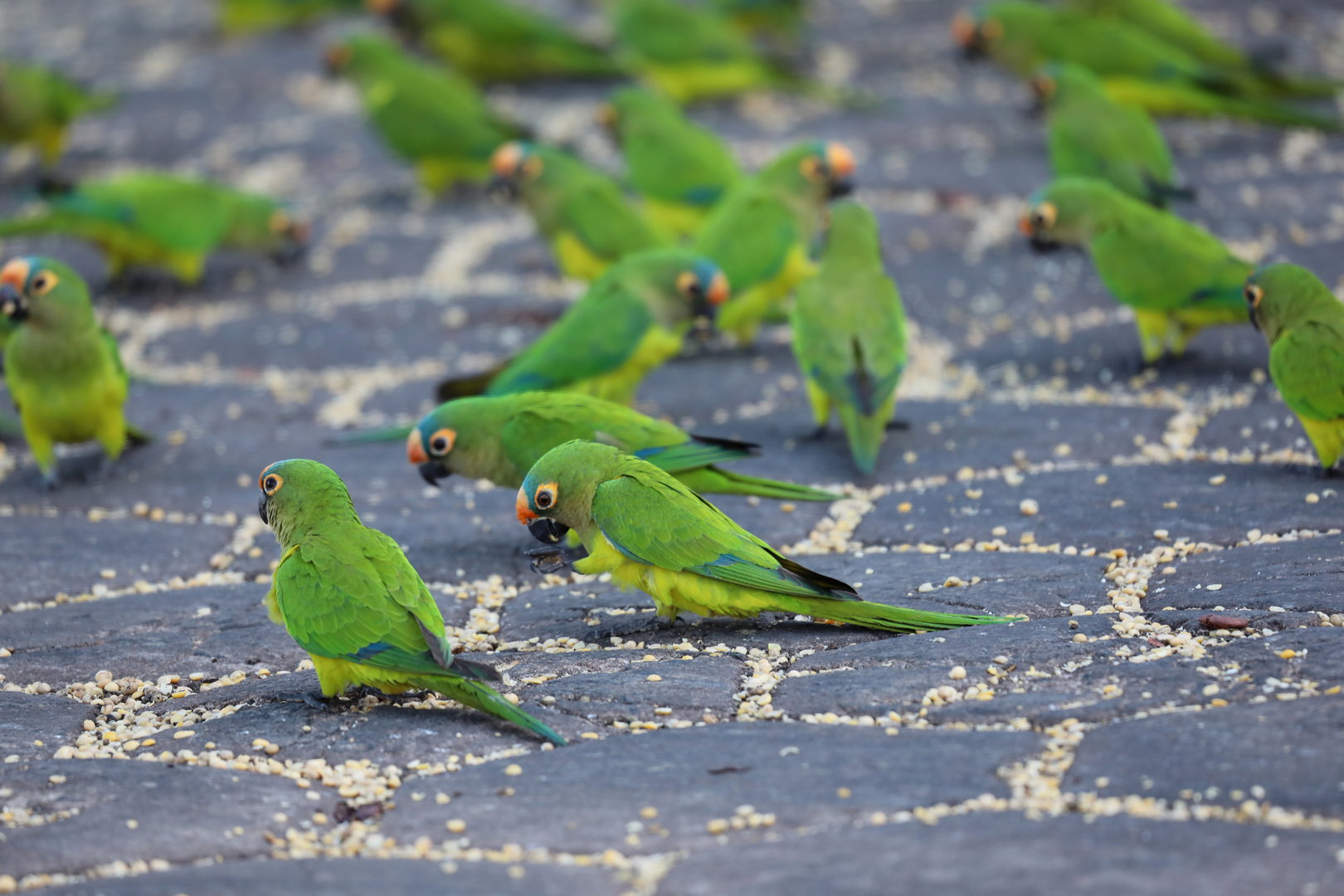 peach-fronted parakeet (Eupsittula aurea)