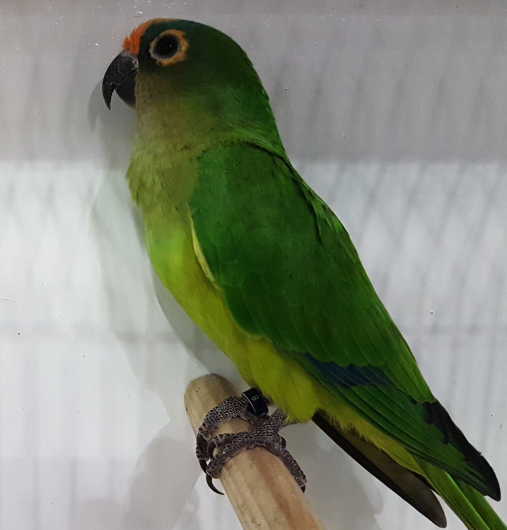 Peach-fronted parakeet