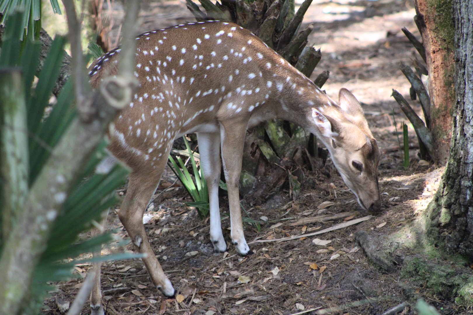 Peach the Chital / Axis Deer (Axis axis)