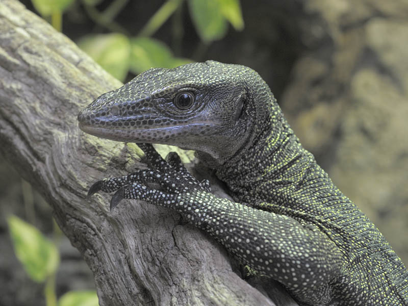 Peach-thoated monitor