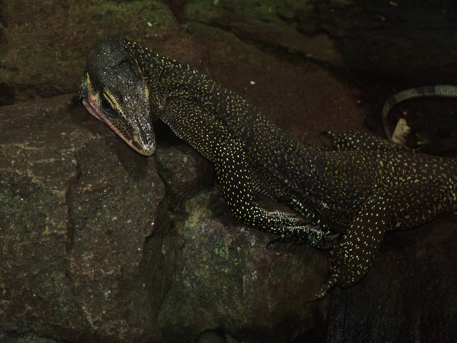 Peach-throated Monitor at Leipzig, 02/09/11